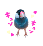 ヲタクな文鳥と恋する乙女たち（個別スタンプ：1）