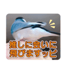 ヲタクな文鳥と恋する乙女たち（個別スタンプ：8）