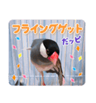 ヲタクな文鳥と恋する乙女たち（個別スタンプ：11）