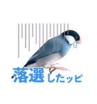 ヲタクな文鳥と恋する乙女たち（個別スタンプ：15）