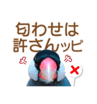 ヲタクな文鳥と恋する乙女たち（個別スタンプ：19）