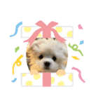 マルチワのルクちゃん（個別スタンプ：6）