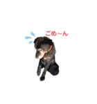 まるべん（個別スタンプ：1）