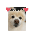 ぴろちゃろ☆こうちゃろ日常2（個別スタンプ：4）
