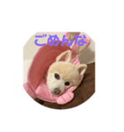 ぴろちゃろ☆こうちゃろ日常2（個別スタンプ：6）