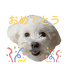 Ron ＆ Maple（個別スタンプ：7）