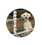 名犬〜福〜（個別スタンプ：1）
