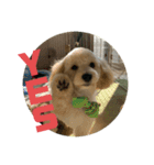 名犬〜福〜（個別スタンプ：2）