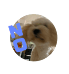 名犬〜福〜（個別スタンプ：3）