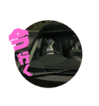名犬〜福〜（個別スタンプ：5）