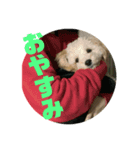 名犬〜福〜（個別スタンプ：6）