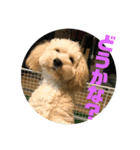 名犬〜福〜（個別スタンプ：7）