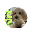 名犬〜福〜（個別スタンプ：8）
