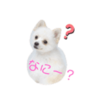 虎ノ助（個別スタンプ：6）