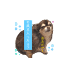 チワワのほんね（個別スタンプ：3）