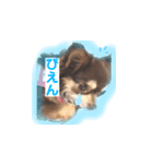 チワワのほんね（個別スタンプ：6）