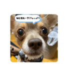 チョビくん（個別スタンプ：5）
