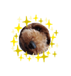 犬好きが使う（個別スタンプ：1）