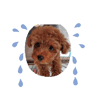 犬好きが使う（個別スタンプ：5）
