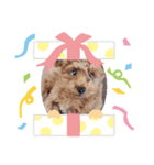 犬好きが使う（個別スタンプ：6）
