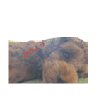 犬好きが使う（個別スタンプ：7）