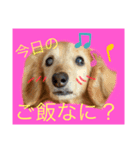 まゆかれんスタンプ（個別スタンプ：1）