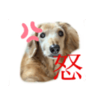まゆかれんスタンプ（個別スタンプ：7）