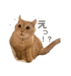 ぶうの喜怒哀楽（個別スタンプ：3）