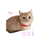 ぶうの喜怒哀楽（個別スタンプ：4）