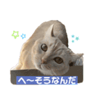 ぶうの喜怒哀楽（個別スタンプ：5）
