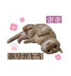 ぶうの喜怒哀楽（個別スタンプ：6）