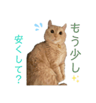 ぶうの喜怒哀楽（個別スタンプ：8）