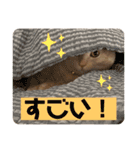 ぶうの喜怒哀楽（個別スタンプ：9）