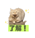 ぶうの喜怒哀楽（個別スタンプ：12）