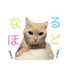 ぶうの喜怒哀楽（個別スタンプ：15）