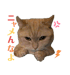 ぶうの喜怒哀楽（個別スタンプ：16）