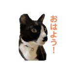 にゃんこ と ふく の日常（個別スタンプ：1）