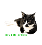 にゃんこ と ふく の日常（個別スタンプ：3）
