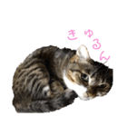 にゃんこ と ふく の日常（個別スタンプ：5）
