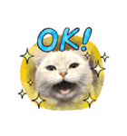 しずくねこ③（個別スタンプ：1）