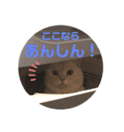 しずくねこ③（個別スタンプ：3）