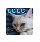 しずくねこ③（個別スタンプ：4）
