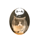 てとちゃん①（個別スタンプ：3）