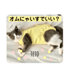 てとちゃん①（個別スタンプ：4）