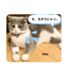 てとちゃん①（個別スタンプ：8）