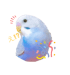 家のセキセイインコ達①（個別スタンプ：1）
