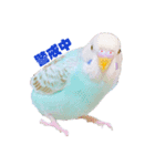 家のセキセイインコ達①（個別スタンプ：2）