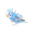 家のセキセイインコ達①（個別スタンプ：3）