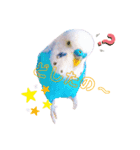 家のセキセイインコ達①（個別スタンプ：4）