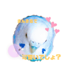 家のセキセイインコ達①（個別スタンプ：5）
